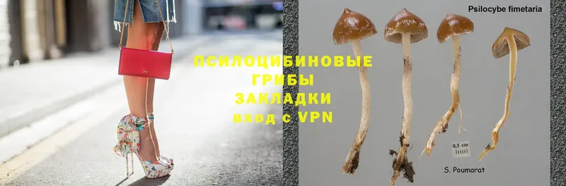 купить наркотик  Макарьев  Псилоцибиновые грибы Cubensis 